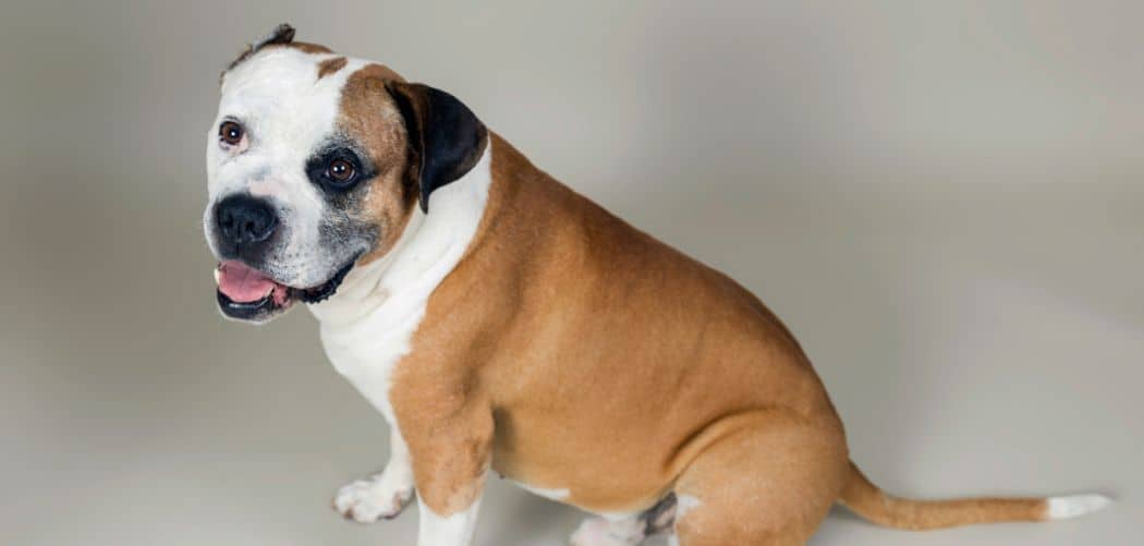 Dog diarrhea and noisy stomach