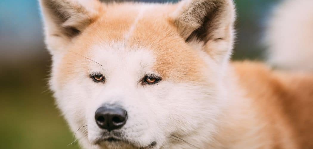 Dog diarrhea and regurgitation