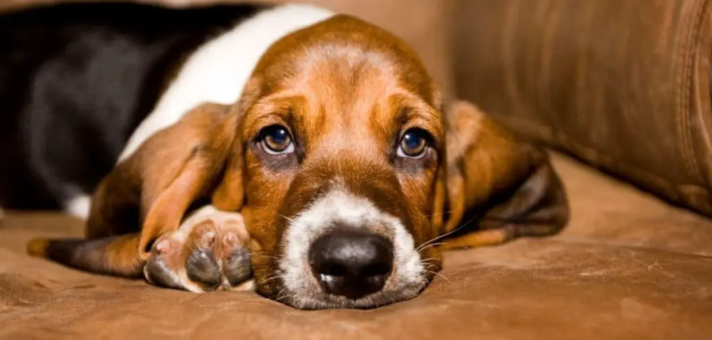 Dog diarrhea and runny nose