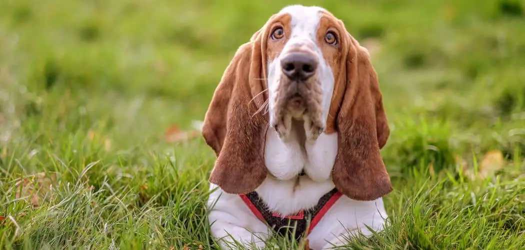 Dog diarrhea and salivating