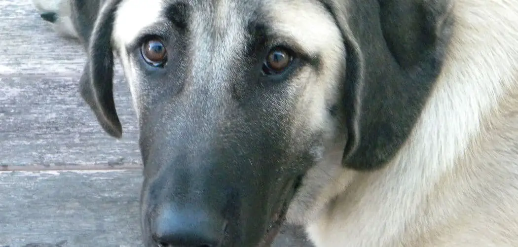 Dog diarrhea and urinating in house