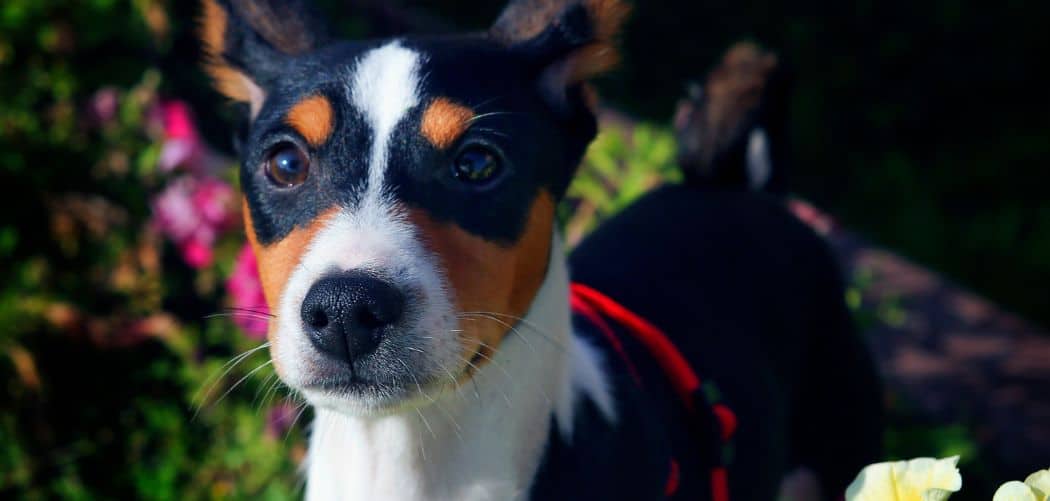 Dog diarrhea and vomiting after changing food