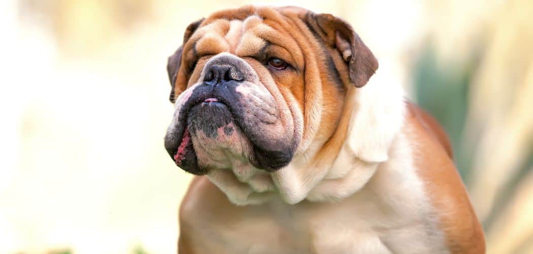 Dog diarrhea and vomiting undigested food