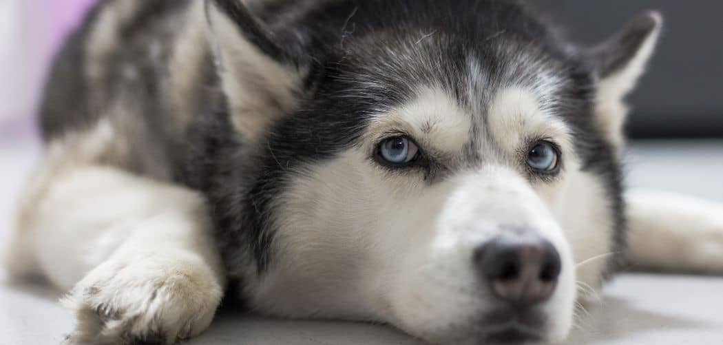 Dog diarrhea and whining