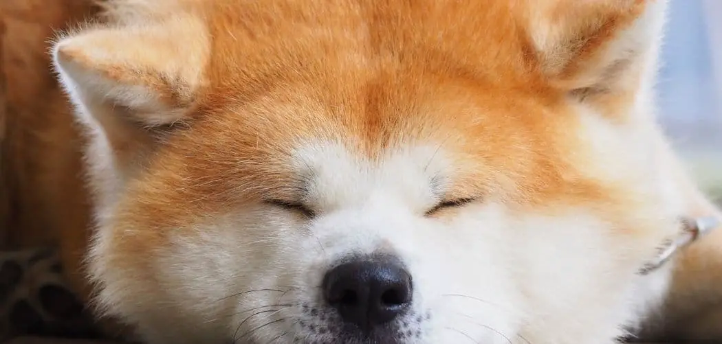 Dog diarrhea jelly like