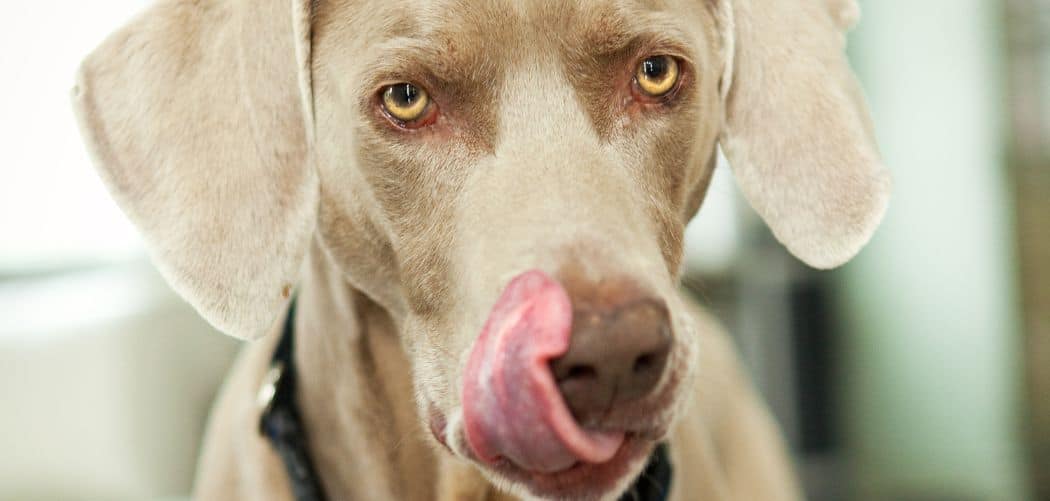 Dog licking and restless