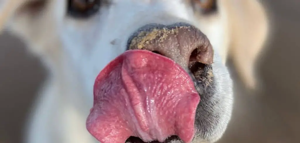 Dog swallowing and licking lips