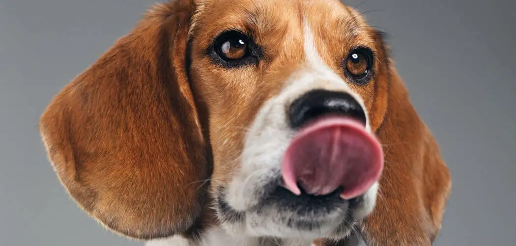 Dog shaking and licking lips