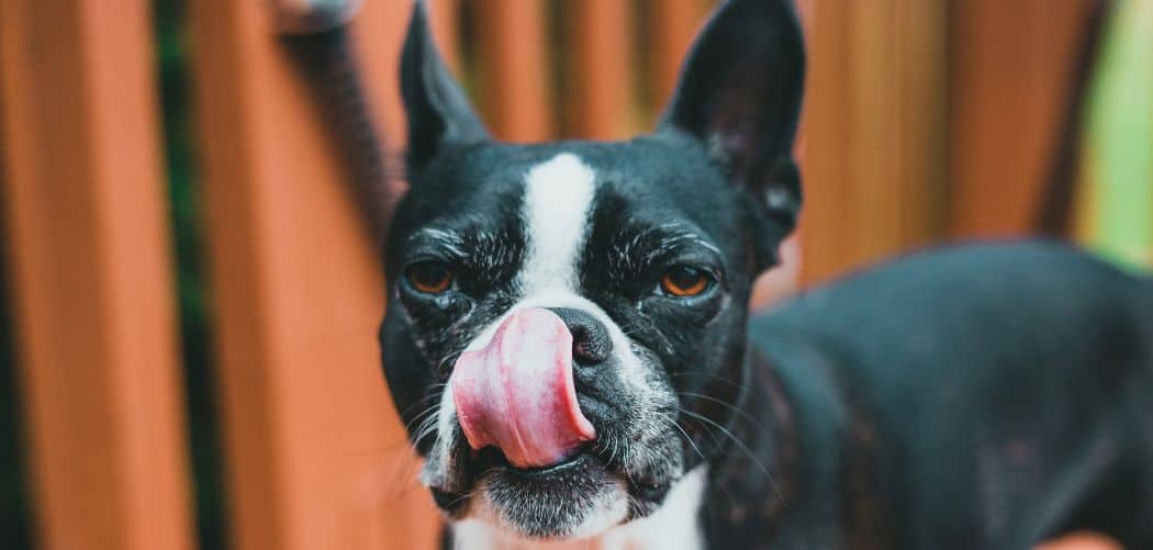 Dog smacking lips and bad breath