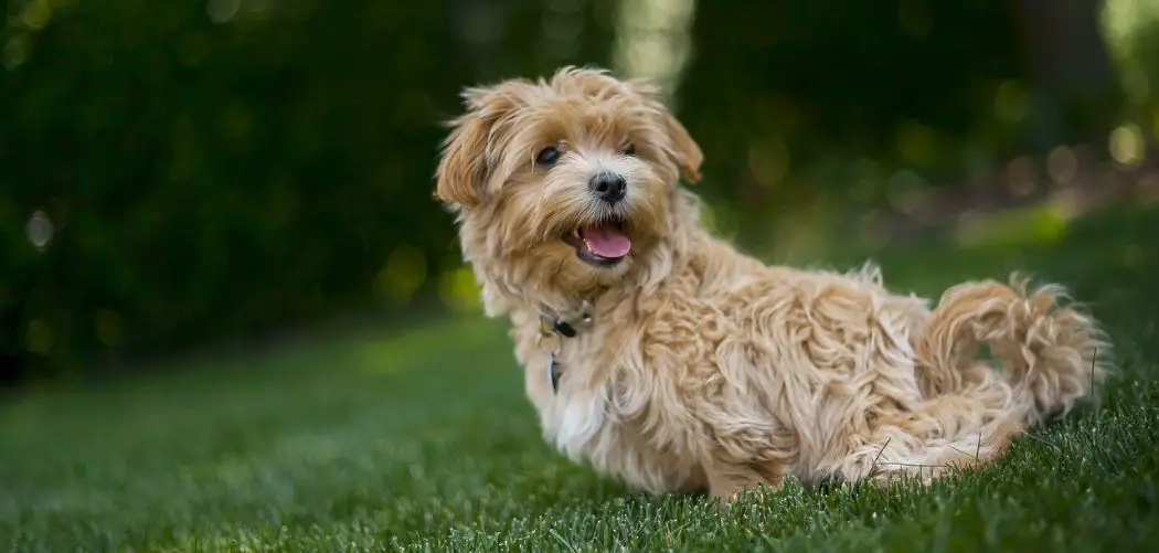 Is my Maltipoo too skinny