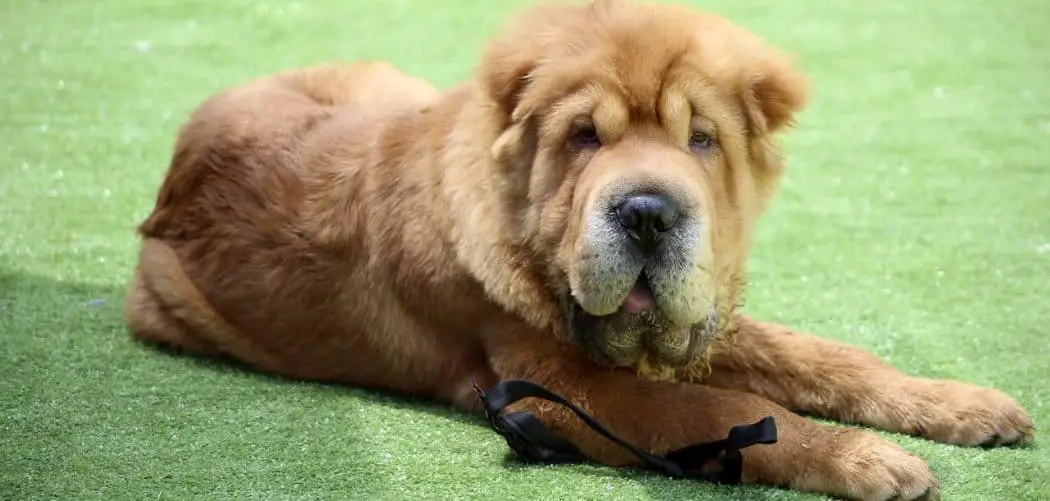 Is my Shar Pei too skinny