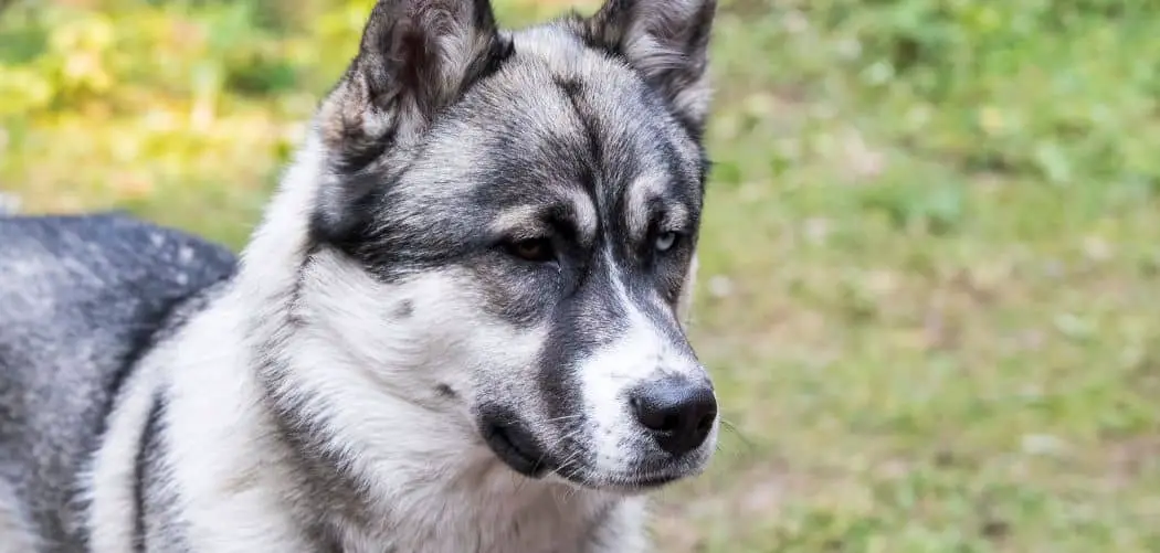 Is my alaskan malamute too skinny