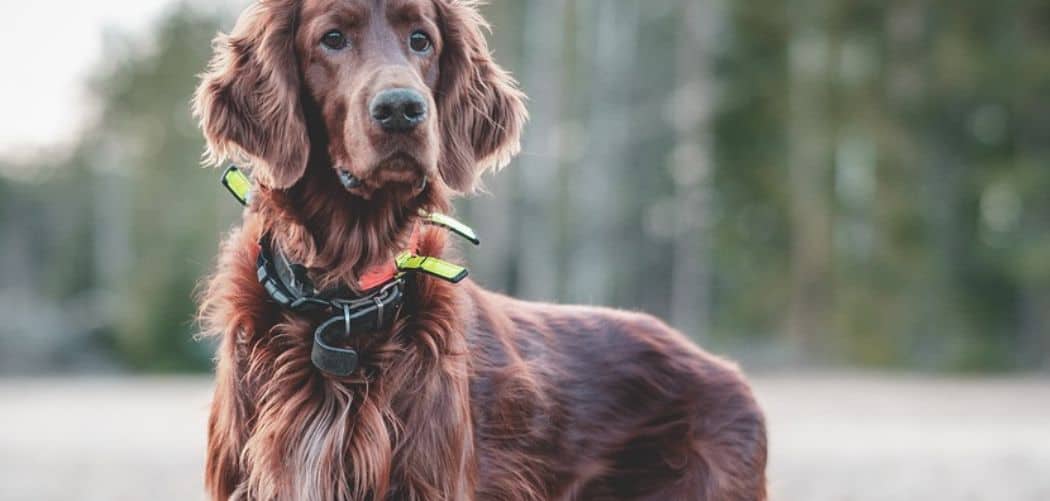 Is my irish setter too skinny