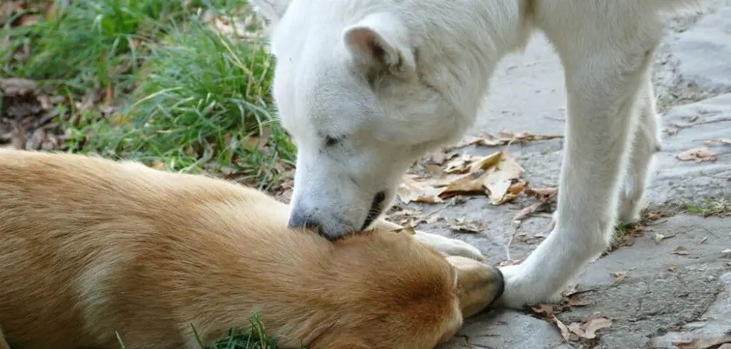 Male dog keeps licking spayed female dog