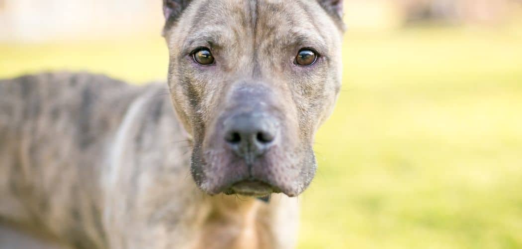 Presa Canario too skinny