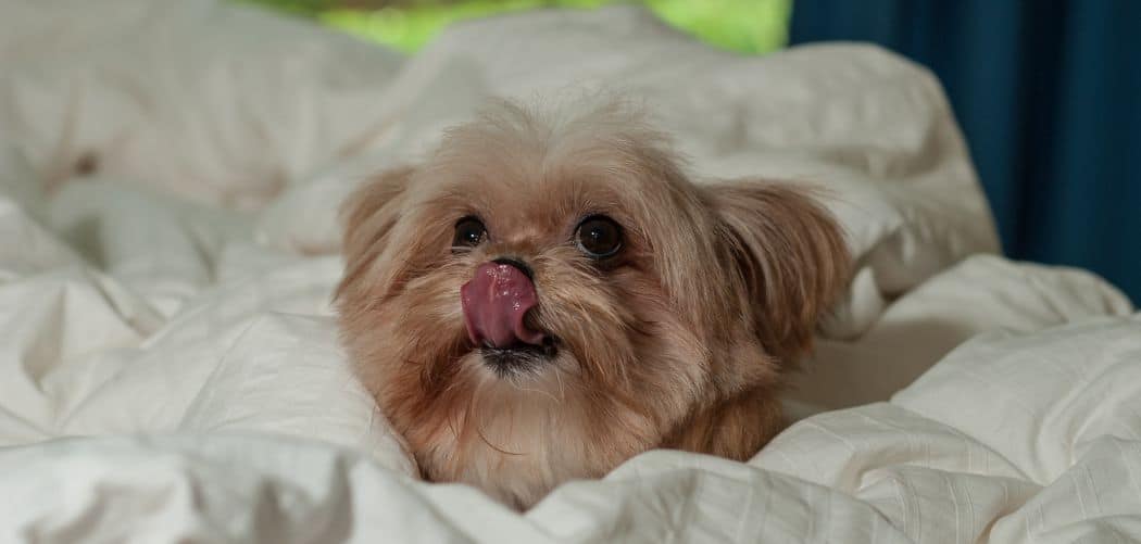 What Happens If A Dog Licks A Baby In The Mouth