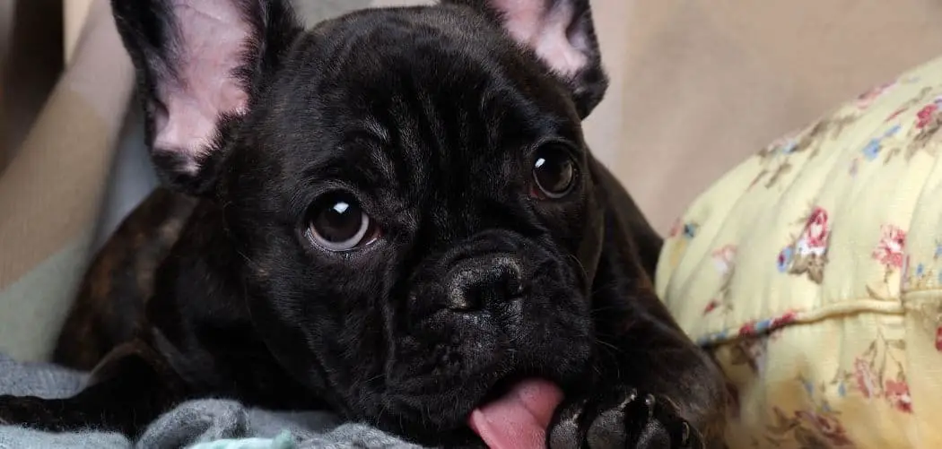 What Happens If A Dog Licks Rubbing Alcohol