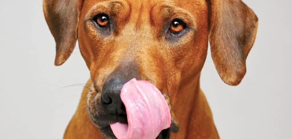 What Happens If A Dog Licks Your Face