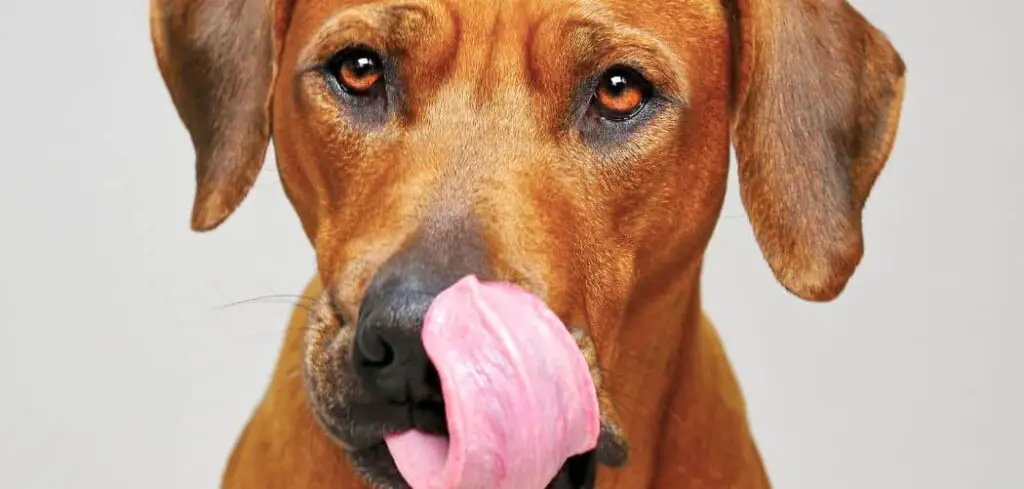 what-happens-if-a-dog-licks-your-face-canines-and-pups