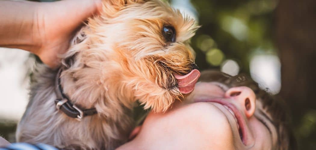 What Happens If A Dog licks Inside Your Mouth