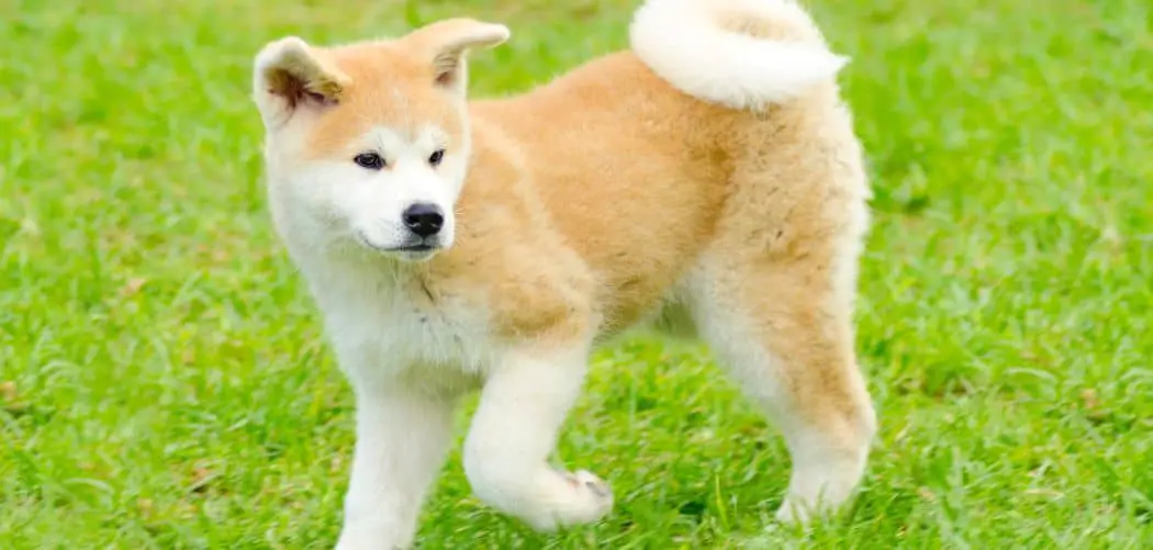 When Do Akitas Go Into Heat