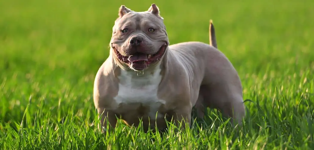 When do American bullies go into heat