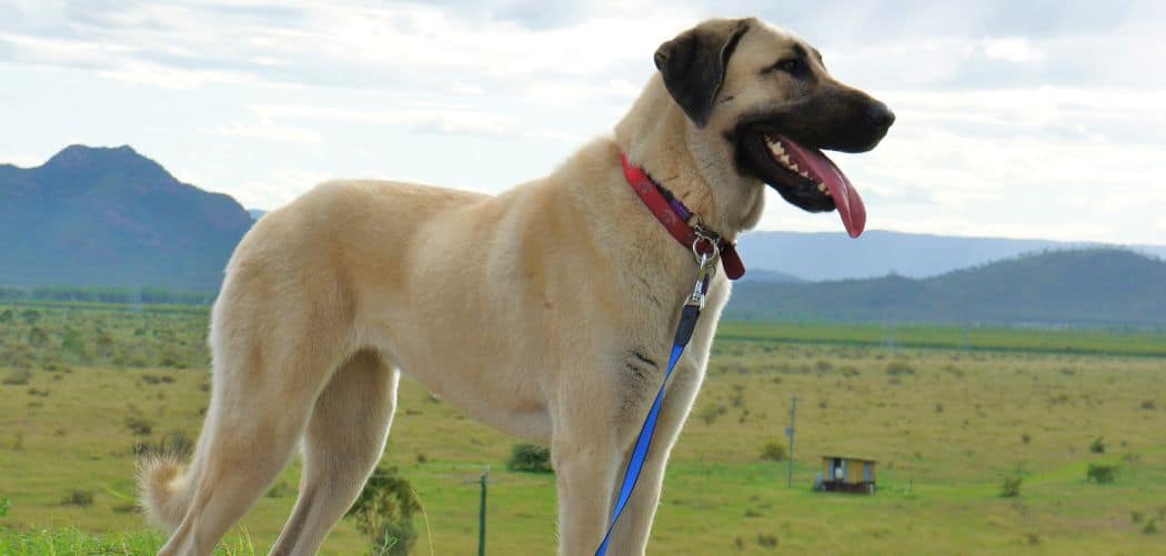 When do Anatolian Shepherds go into heat