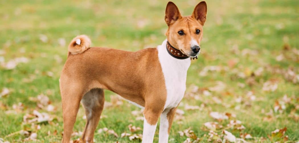 When do Basenjis go into heat