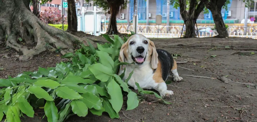 When do Basset Hounds go into heat
