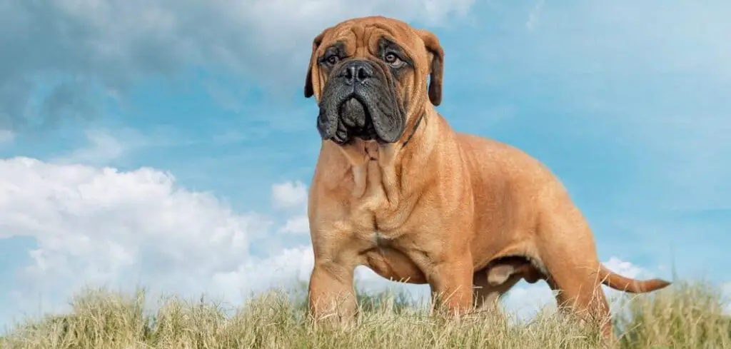 When do Bullmastiffs go into heat