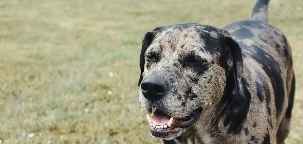 When do Catahoulas go into heat
