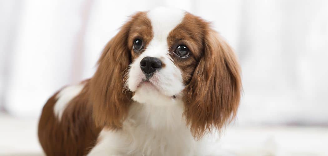 When do Cavaliers go into heat