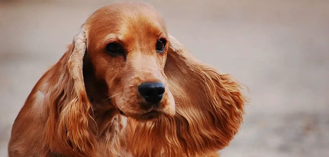 When do Cocker Spaniels go into heat