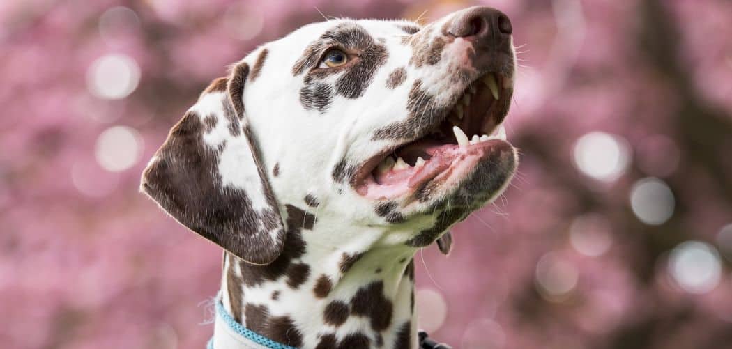 When do Dalmatians go into heat