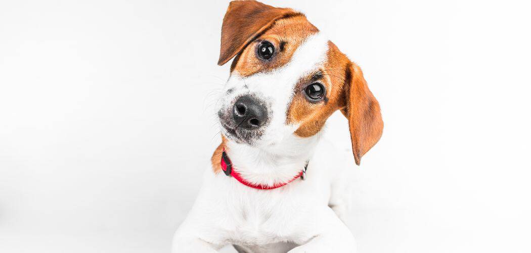 When do Jack Russell Terriers go into heat