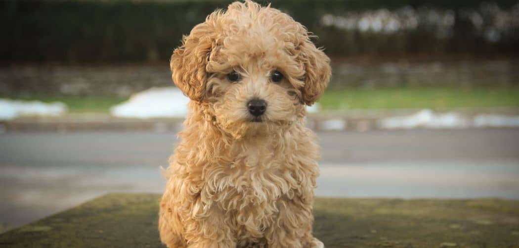 When Do Poodles Go Into Heat? What To Expect Canines and Pups