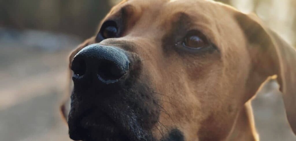 When do Rhodesian Ridgebacks go into heat