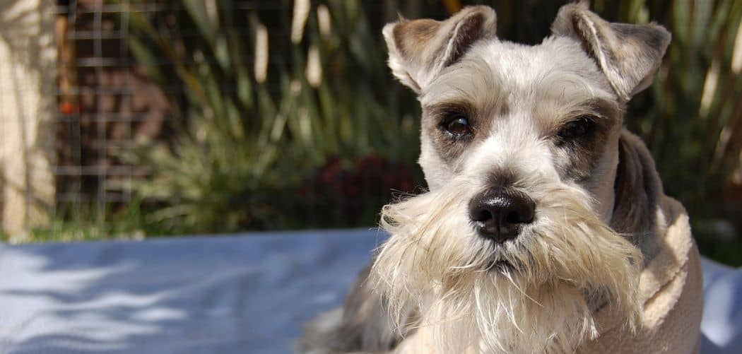 When do Schnauzers go into heat