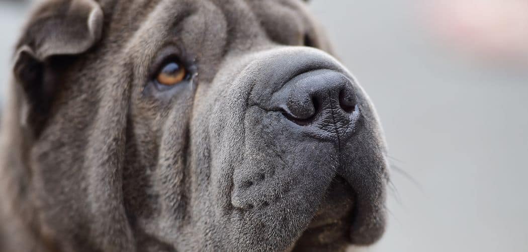 When do Shar Pei go into heat