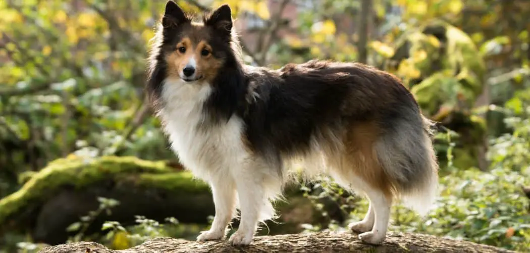 When do Shelties go into heat