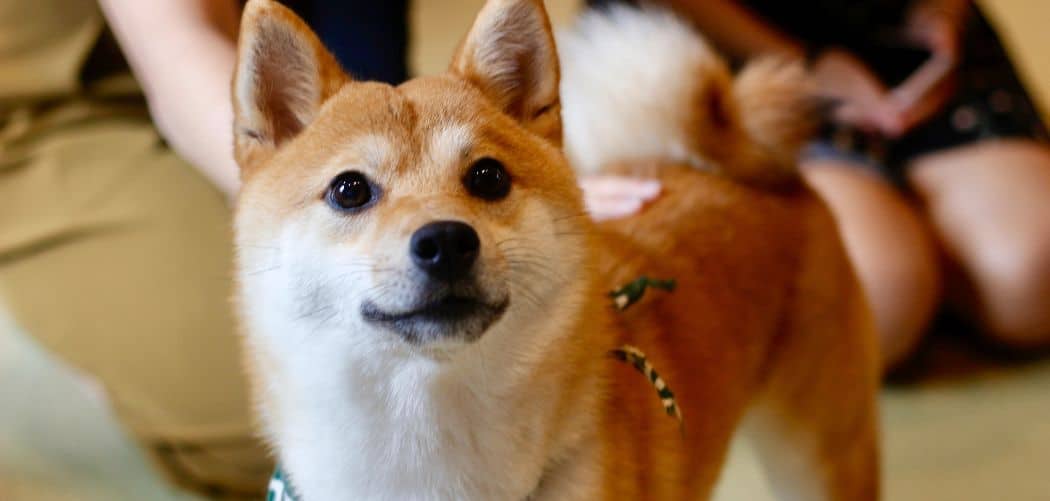 When do Shiba Inus go into heat