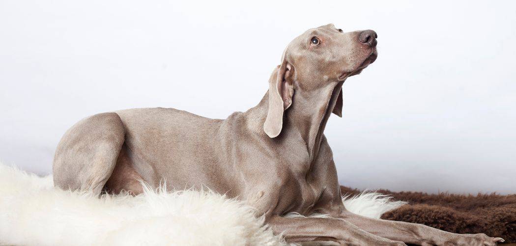 When do Weimaraners go into heat