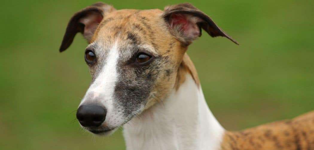 When do Whippets go into heat