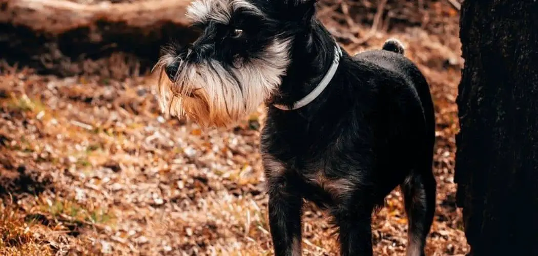 is my Schnauzer too skinny