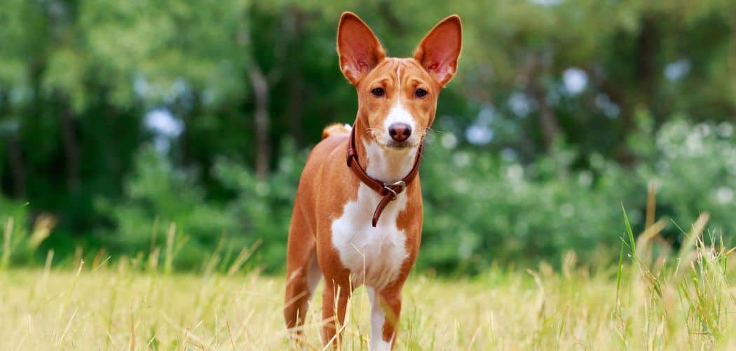 is my basenji too skinny
