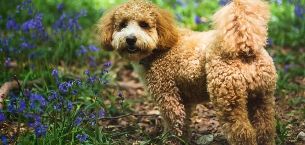 is my cavapoo too skinny