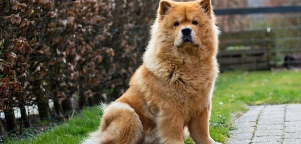 is my chow chow too skinny
