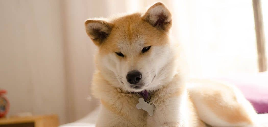 Akita sensitive stomach