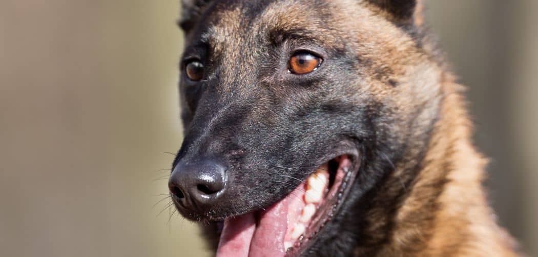 Belgian Malinois Hiccups