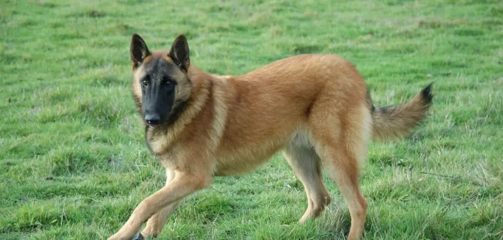 Belgian Malinois limping front leg